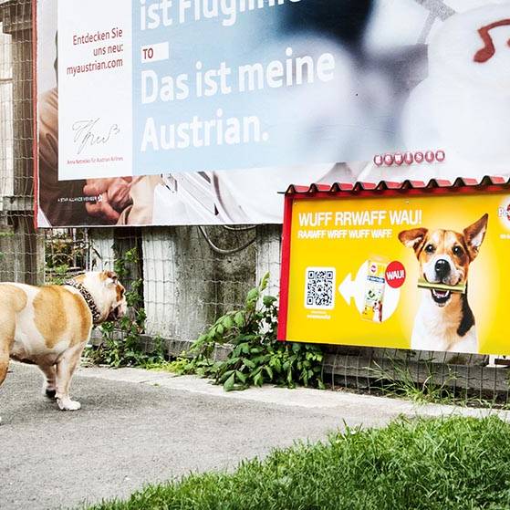 Pedigree Augenhöhe Poster